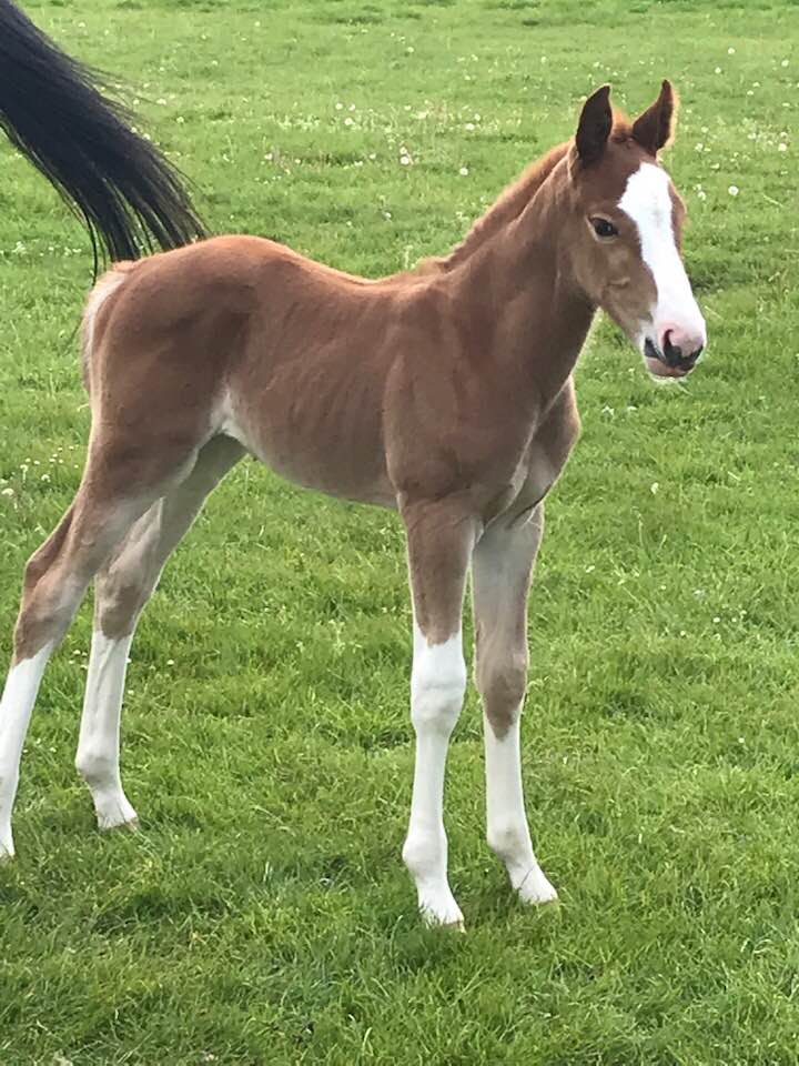 Euro Sport Horse - Foals For Sale